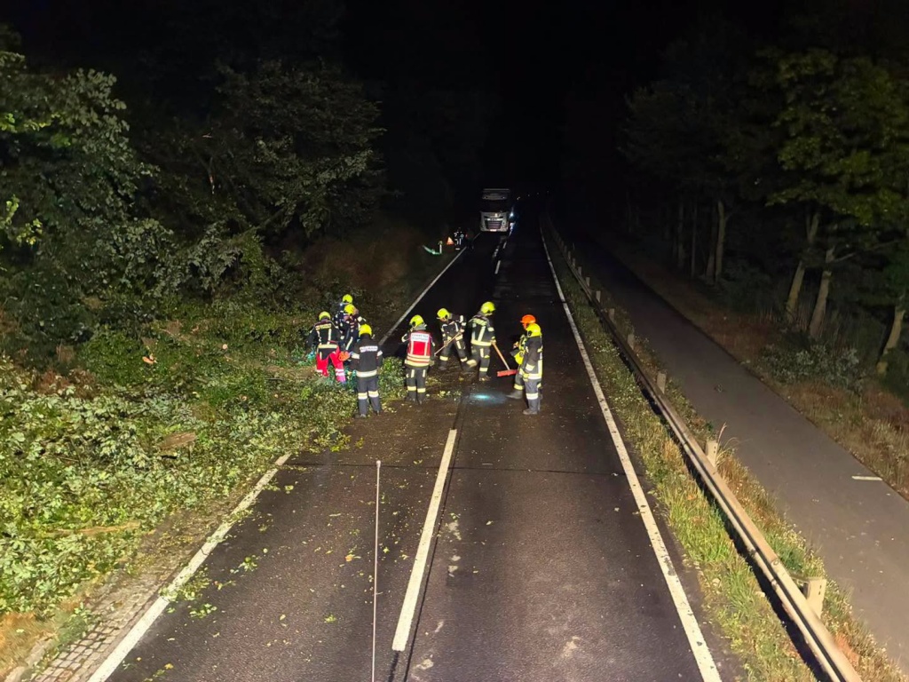 (T1) Baum umgestürzt